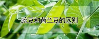 豌豆和荷兰豆的区别,第1图