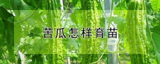 苦瓜怎样育苗,第1图