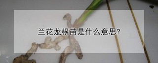 兰花龙根苗是什么意思?,第1图