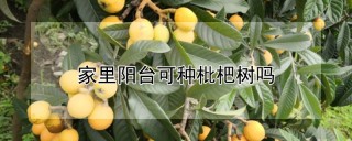 家里阳台可种枇杷树吗,第1图