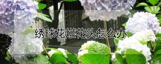 绣球花烂花头怎么办,第1图