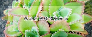 落地生根植物好养吗,第1图