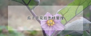 茄子开花后怎样管理,第1图