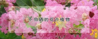 不怕晒的花卉植物,第1图