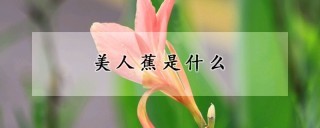 美人蕉是什么,第1图