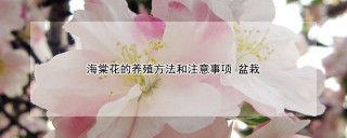 海棠花的养殖方法和注意事项 盆栽,第1图