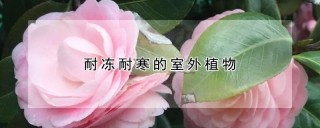 耐冻耐寒的室外植物,第1图