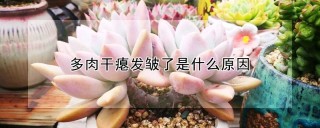 多肉干瘪发皱了是什么原因,第1图