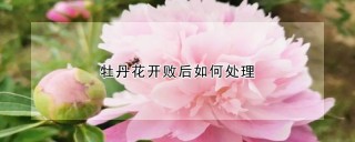 牡丹花开败后如何处理,第1图