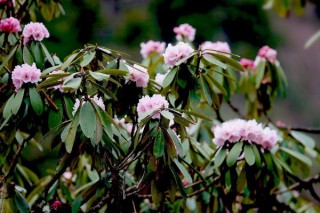 杜鹃花叶子发黑发焦，可能是养护方法出现问题,第2图