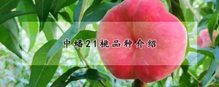 中蟠21桃品种介绍,第1图