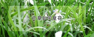 兰草如何复花,第1图