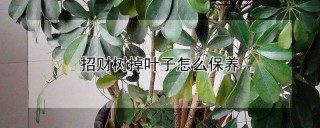 招财树掉叶子怎么保养,第1图