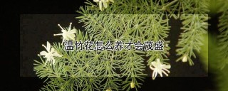 温竹花怎么养才会茂盛,第1图