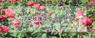 22朵玫瑰花花语是什么,第1图