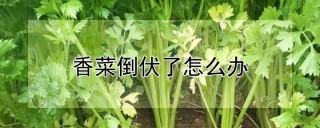 香菜倒伏了怎么办,第1图