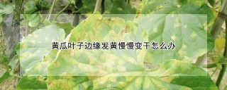 黄瓜叶子边缘发黄慢慢变干怎么办,第1图