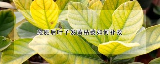 施肥后叶子发黄枯萎如何补救,第1图