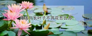 睡莲只长叶子不开花怎么办,第1图