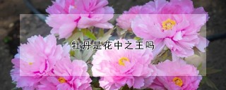 牡丹是花中之王吗,第1图