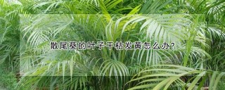 散尾葵的叶子干枯发黄怎么办?,第1图