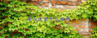 爬山虎是什么植物,第1图