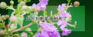 如何判断紫薇树死了,第1图