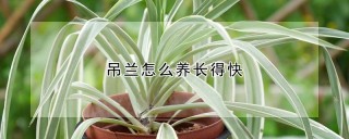 吊兰怎么养长得快,第1图