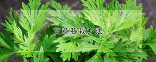 艾草移栽方法,第1图