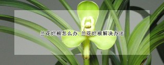 兰花烂根怎么办,兰花烂根解决办法,第1图