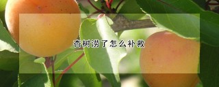 杏树涝了怎么补救,第1图