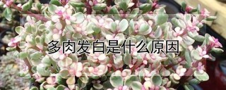 多肉发白是什么原因,第1图