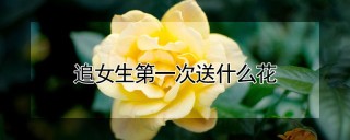 追女生第一次送什么花,第1图