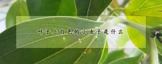 叶子上白色的小虫子是什么,第1图