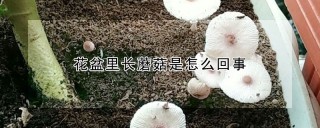 花盆里长蘑菇是怎么回事,第1图