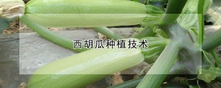 西胡瓜种植技术,第1图