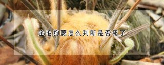 金毛狗蕨怎么判断是否死了,第1图