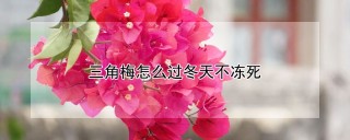 三角梅怎么过冬天不冻死,第1图