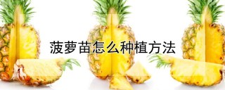 菠萝苗怎么种植方法,第1图