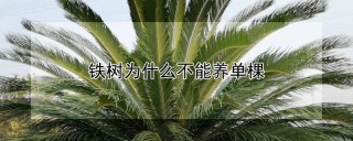 铁树为什么不能养单棵,第1图