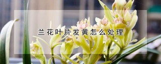 兰花叶片发黄怎么处理,第1图