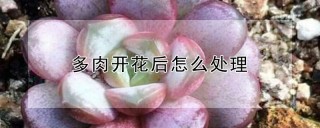 多肉开花后怎么处理,第1图