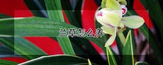 兰草怎么养,第1图