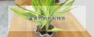 富贵竹的外形特点,第1图