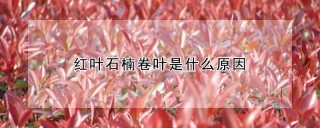 红叶石楠卷叶是什么原因,第1图