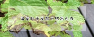 薄荷叶子发黑干枯怎么办,第1图