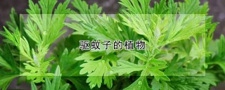 驱蚊子的植物,第1图