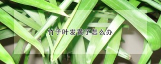 竹子叶发黄了怎么办,第1图