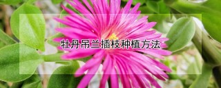 牡丹吊兰插枝种植方法,第1图