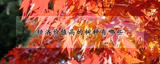 经济价值高的树种有哪些,第1图